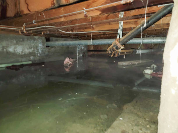 Best Carpet water damage restoration  in Tallahassee, FL