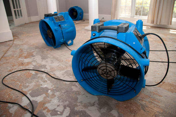 Best Mold removal after water damage  in Tallahassee, FL